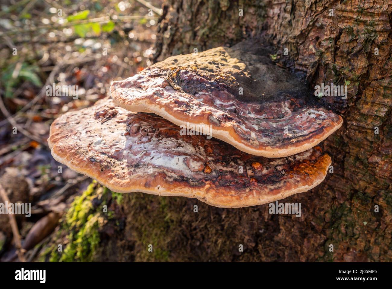 Deux champignons à ceinture rouge (Fomitopsis pinicola) dans une forêt en Allemagne. C'est un champignon de la carie de la tige commun sur les résineux et les feuillus. Banque D'Images