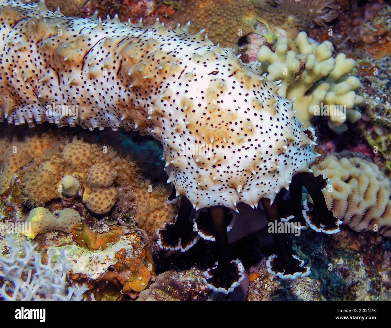 Un concombre de mer à pois noirs (Pearsonothuria graeffei) dans la mer Rouge, en Égypte Banque D'Images