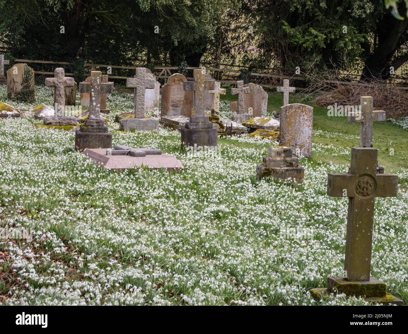 Un tapis de Galanthus ou des gouttes de neige poussant dans un cimetière. Banque D'Images