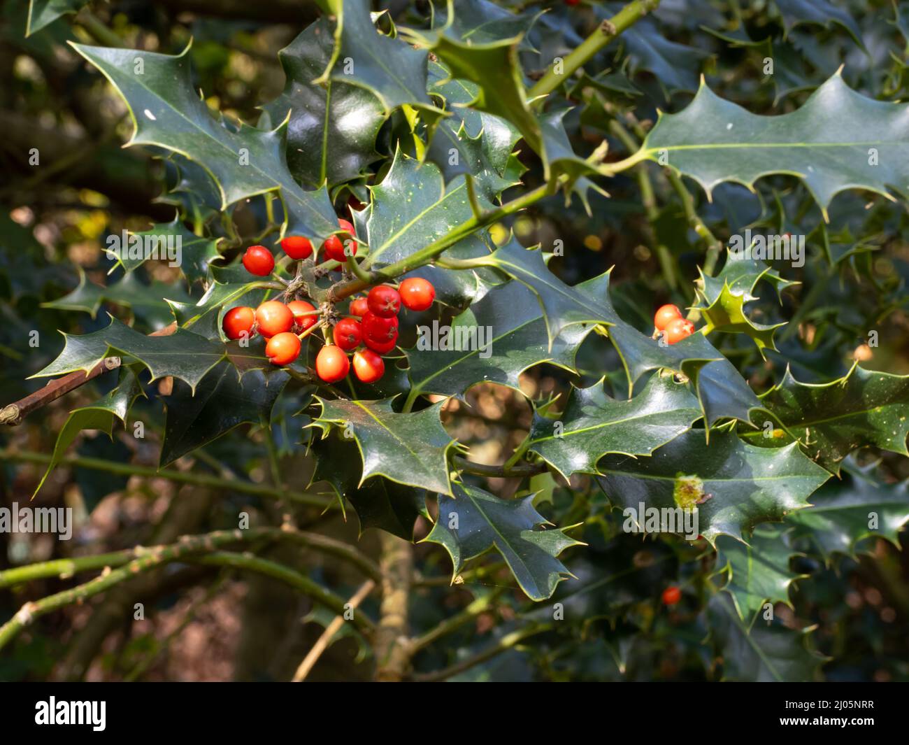 Llex, Holly, feuilles et baies. Banque D'Images