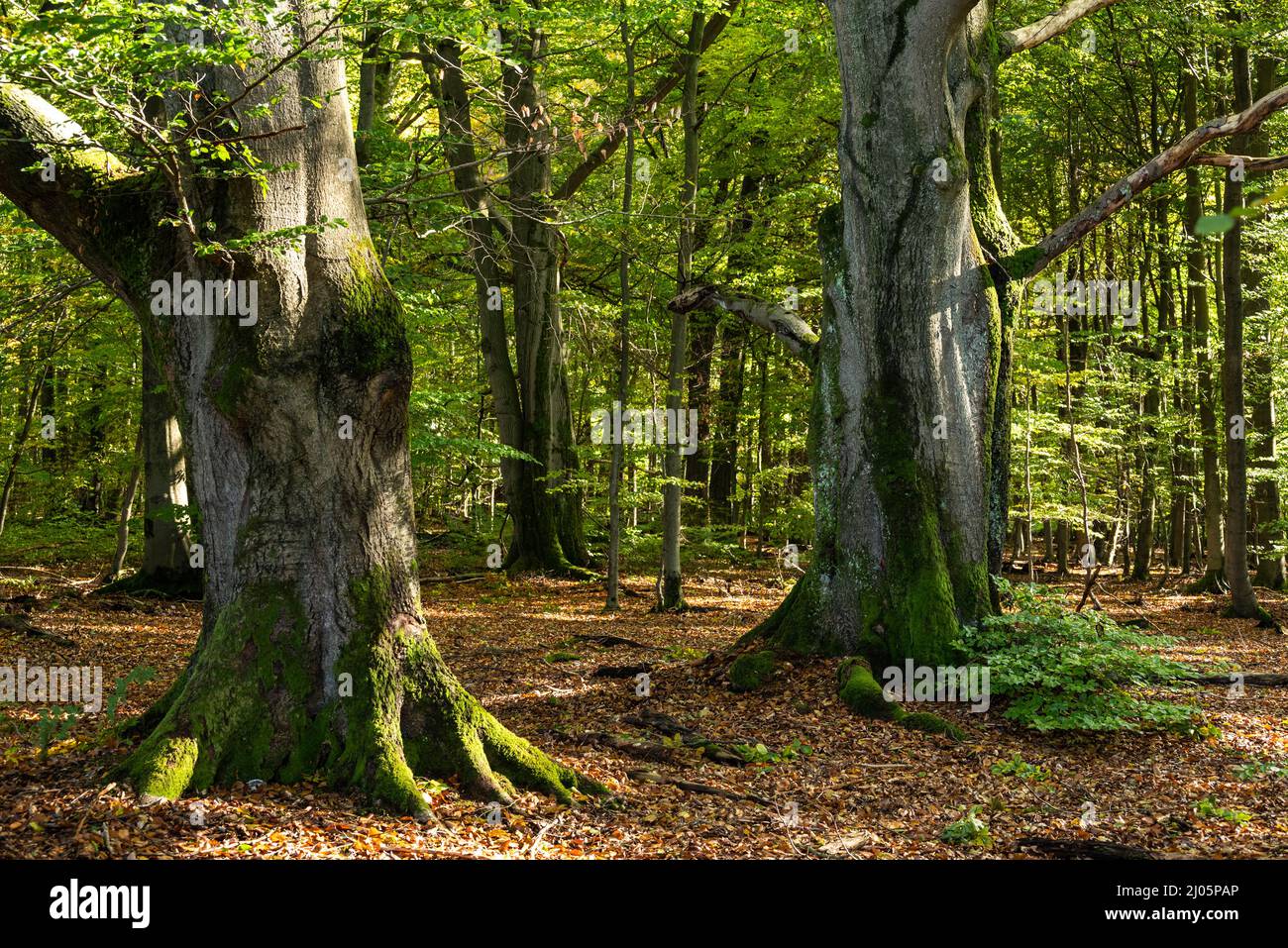 Troncs de deux vieux hêtres puissants dans l'ancienne forêt de 'Urwald Sababurg', Reinhardswald, Hesse, Allemagne Banque D'Images