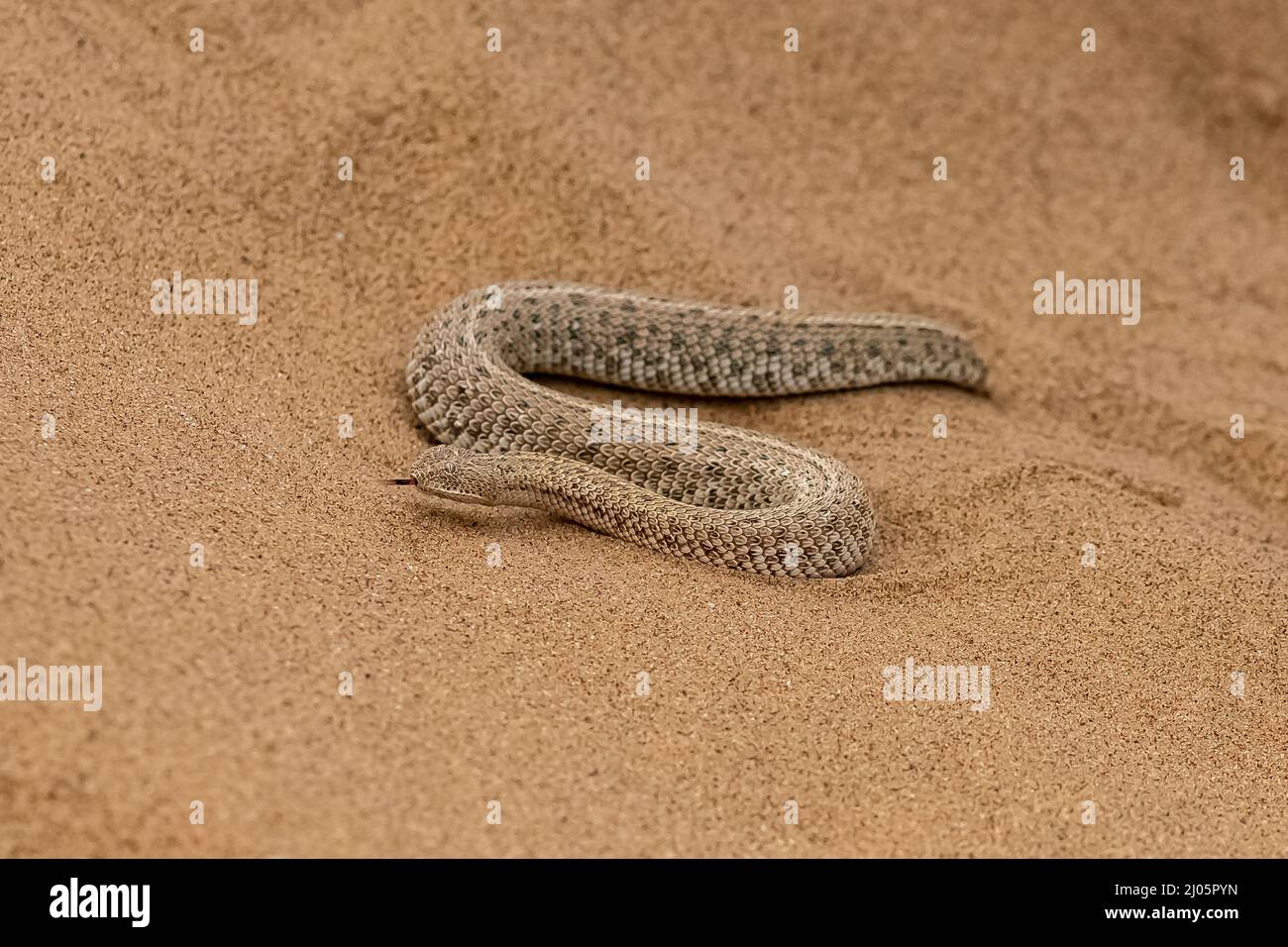 La vipère à cornes sahariennes, Cerastes cerastes, serpent dans le sable du désert du Namib Banque D'Images