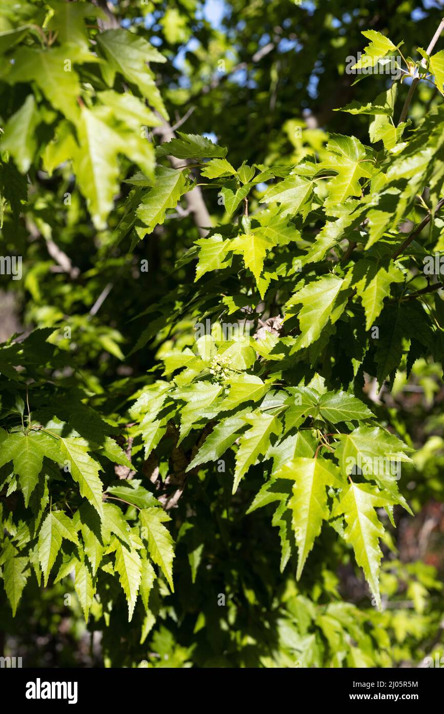 Acer tataricum subsp. ginnala ferme au début du printemps. Banque D'Images