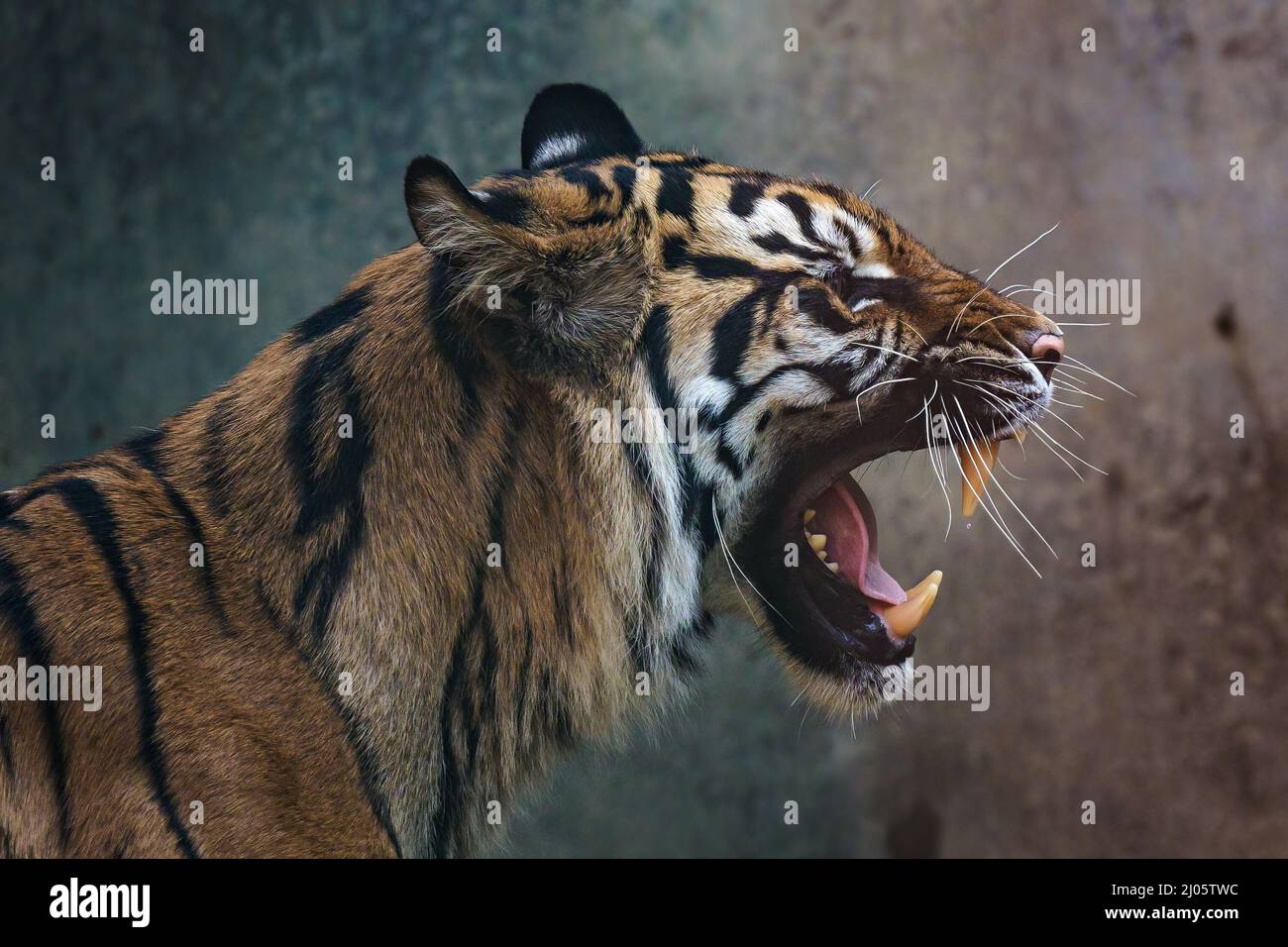 Vue de face du tigre de Sumatran. Portrait du tigre de Sumatra (Panthera tigris sumatrae) Banque D'Images
