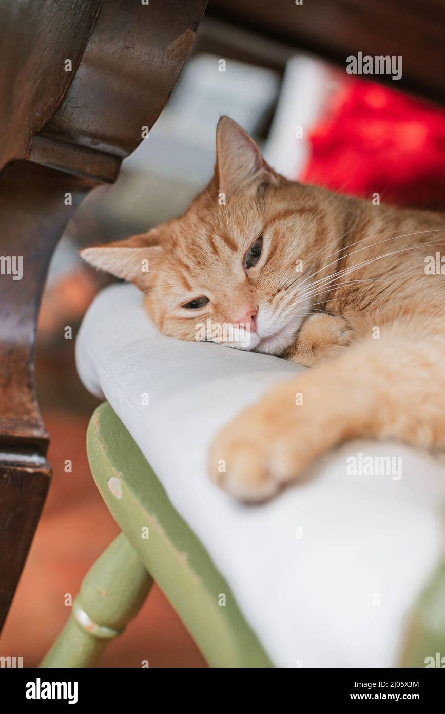 Photo verticale d'un chat au gingembre se réveillant d'une sieste sur une chaise verte et un coussin yeux à moitié ouvert Banque D'Images