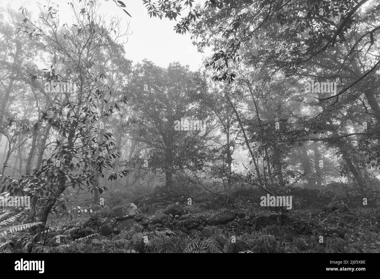 Forêt de brouillard près de Montanchez. L'Estrémadure. L'Espagne. Banque D'Images