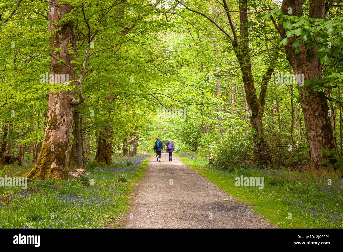 Couple marchant le long de la piste forestière bordée de bluebell Banque D'Images