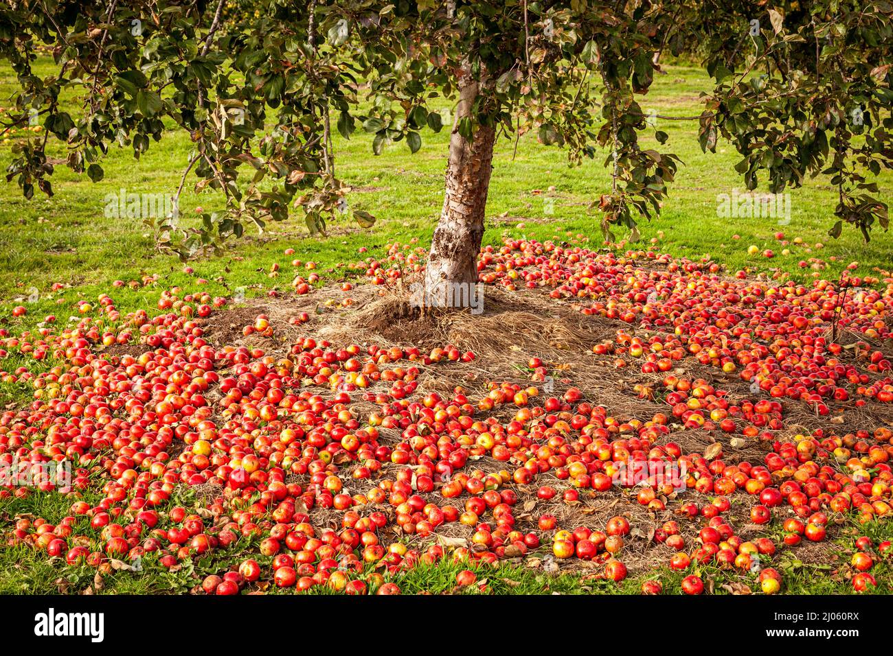 Beaucoup de pommes venteuses en dessous de pommiers suspendus dans le verger ensoleillé Banque D'Images