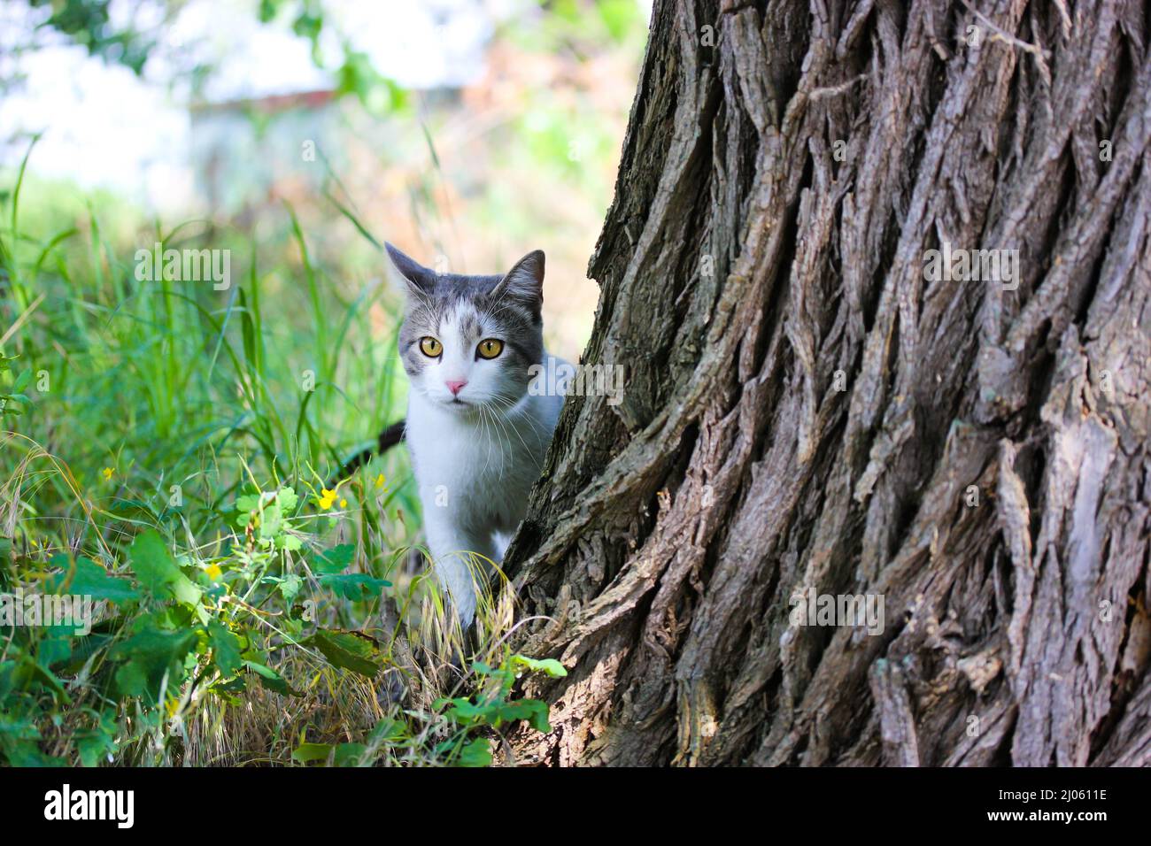 Chat Bicolore Dans La Nature Chasse Au Felin Domestique Dans L Herbe Verte Qui Se Cache Derriere L Arbre Photo Stock Alamy