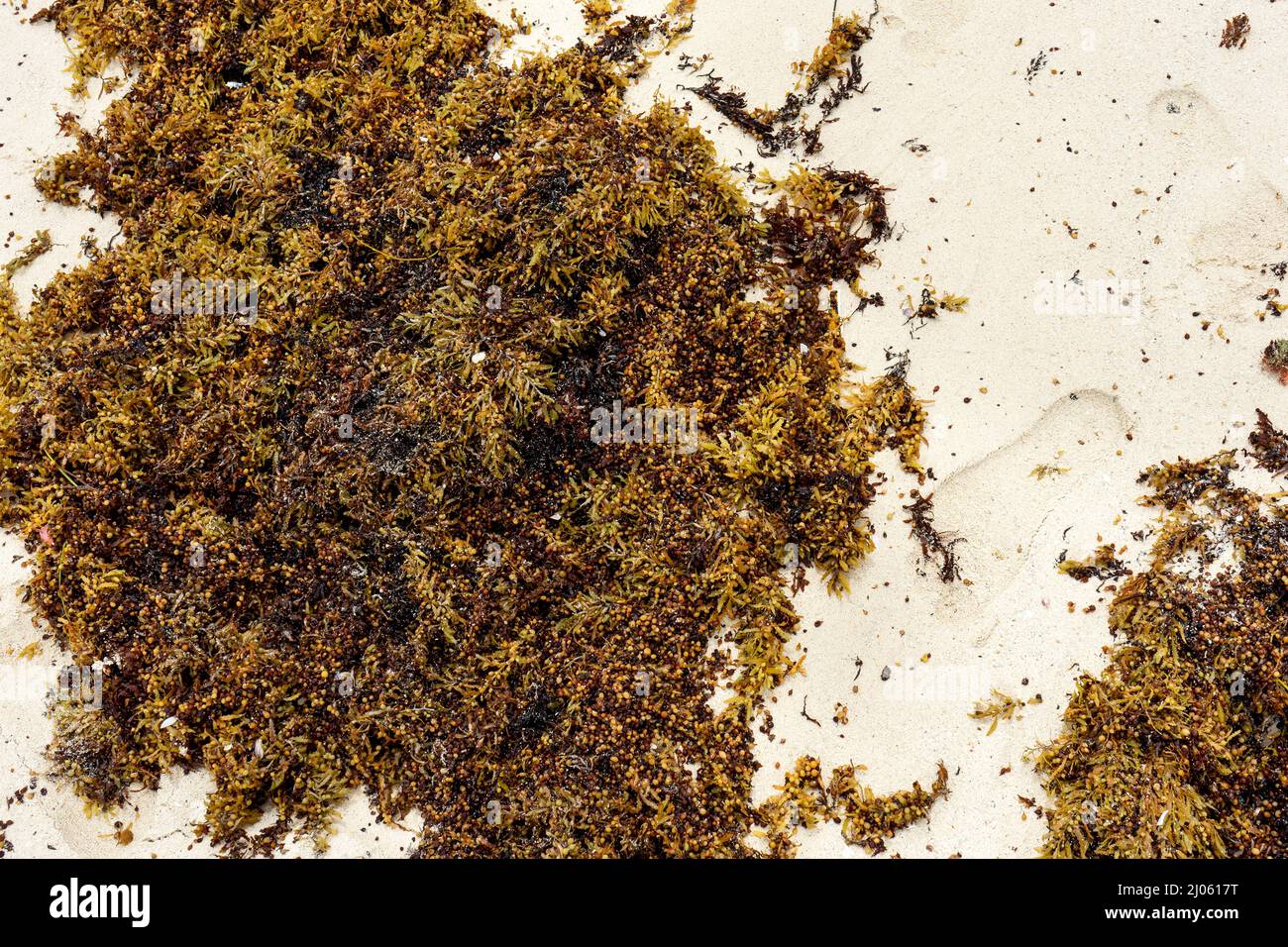 Plage pleine d'algues sargassum Banque D'Images