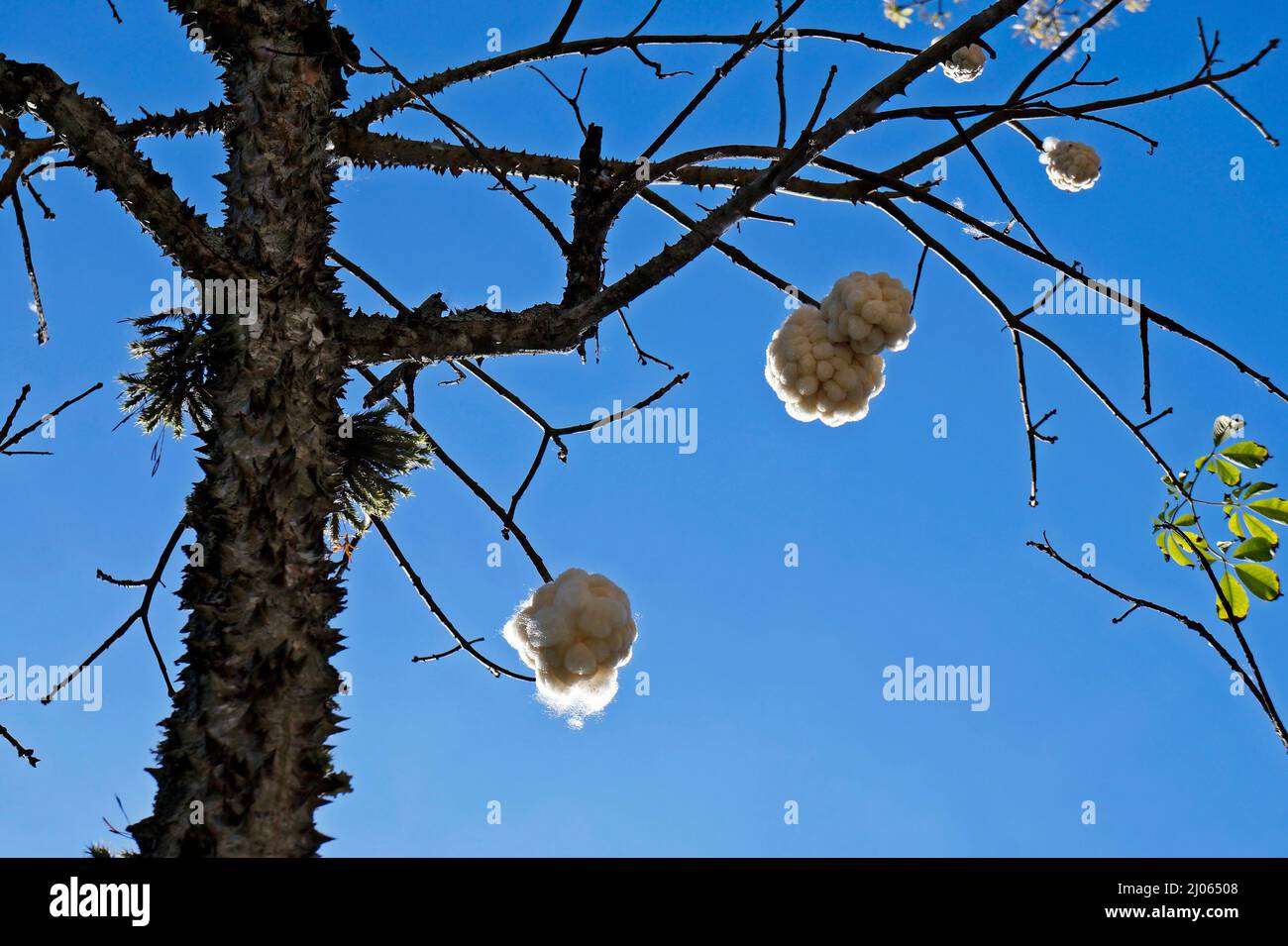 Arbre de soie de soie (Ceiba speciosa ou Chorisia speciosa), Rio Banque D'Images
