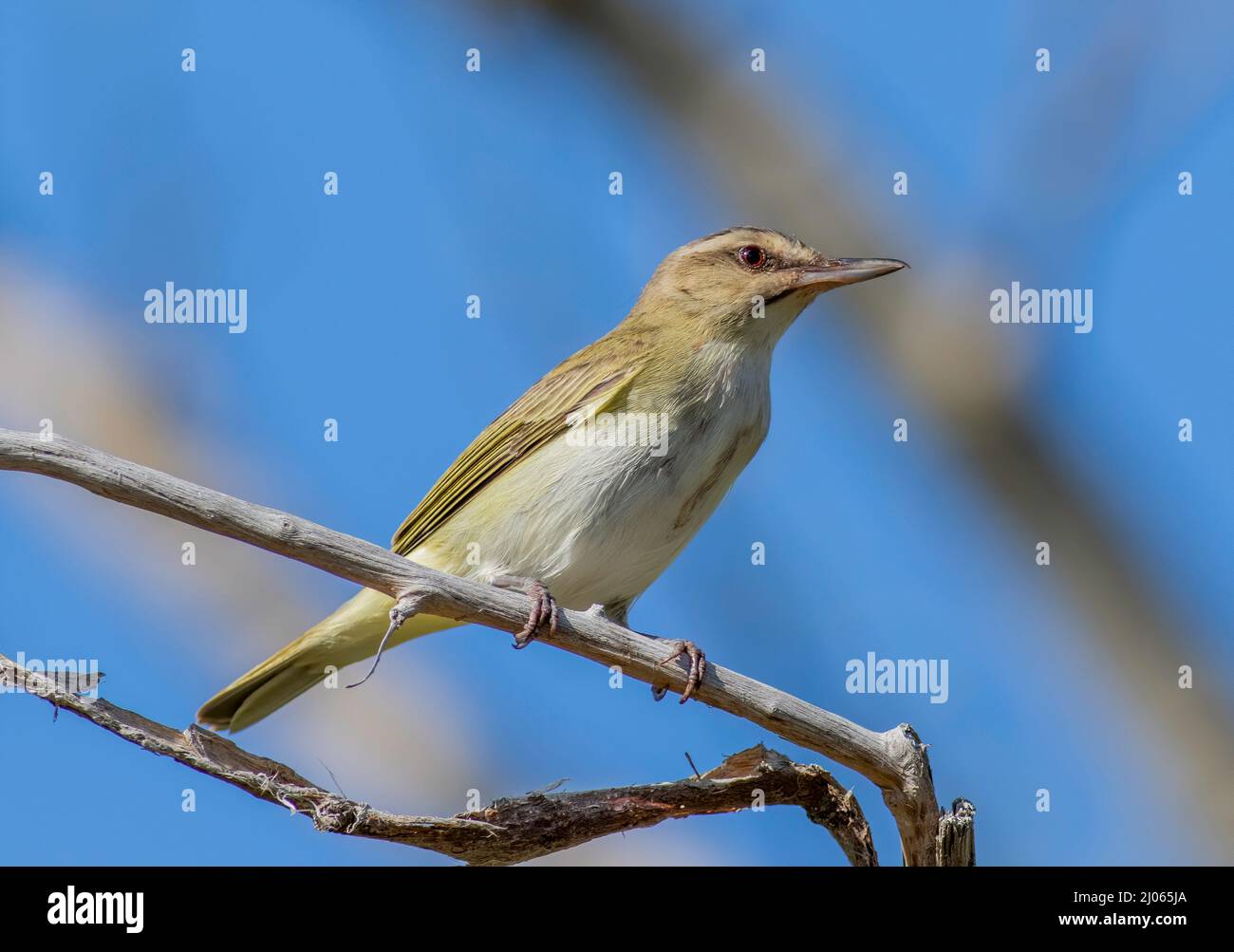 Spécialité du sud de la Floride, le vireo à whisky noir niche dans les Florida Keys pendant les mois d'été. Banque D'Images