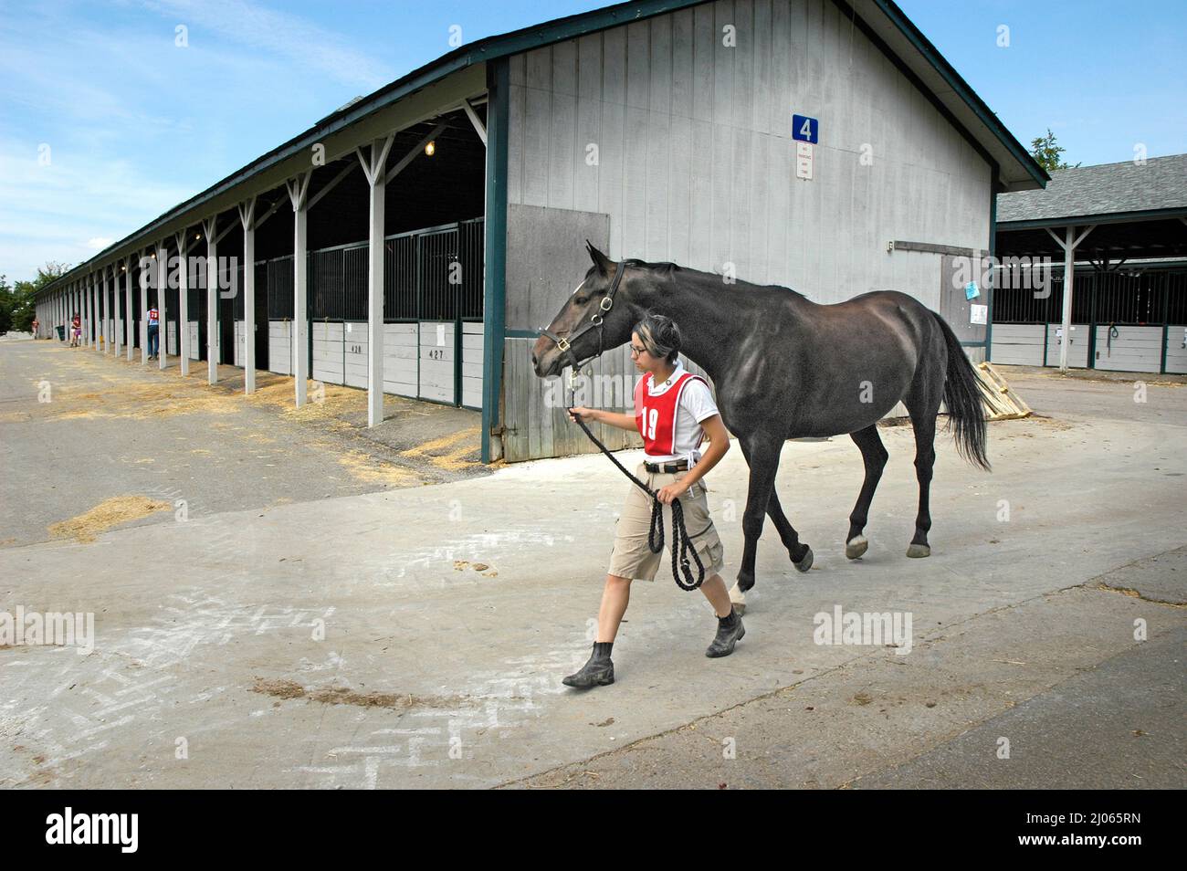 Les chevaux et les clôtures à Lexington KENTUCKY KY Banque D'Images