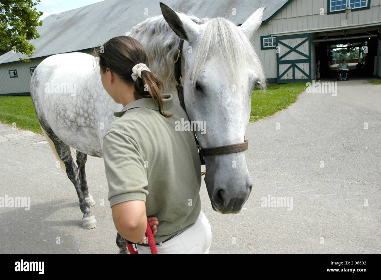 Les chevaux et les clôtures à Lexington KENTUCKY KY Banque D'Images