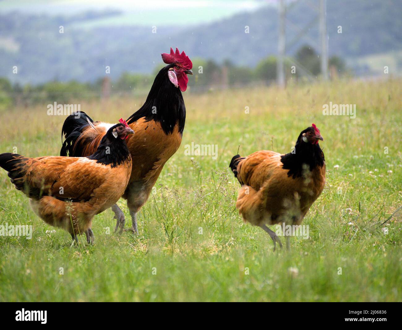 coq et poule Banque D'Images