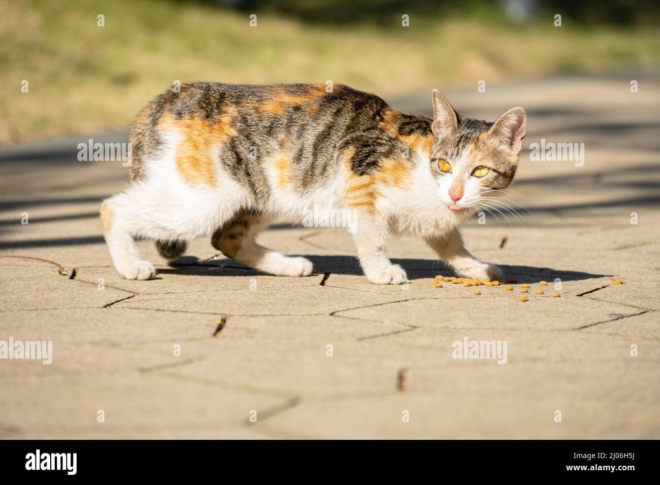 un chat sauvage mangeant de la nourriture sur le sol Banque D'Images