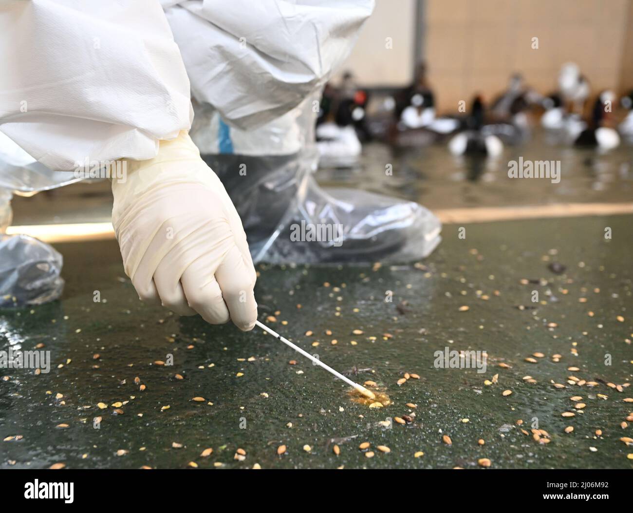 Karlsruhe, Allemagne. 14th mars 2022. Au zoo de Karlsruhe, des échantillons fécaux sont prélevés dans un groupe d'oiseaux de canard ornementaux qui n'est pas infecté par la grippe aviaire. La grippe aviaire, une forme très contagieuse de grippe aviaire, a été détectée au zoo de Karlsruhe au début du mois de février. (À dpa ''échelle sans précédent' - Comment un zoo gère la grippe aviaire') Credit: Uli Deck/dpa/Alay Live News Banque D'Images