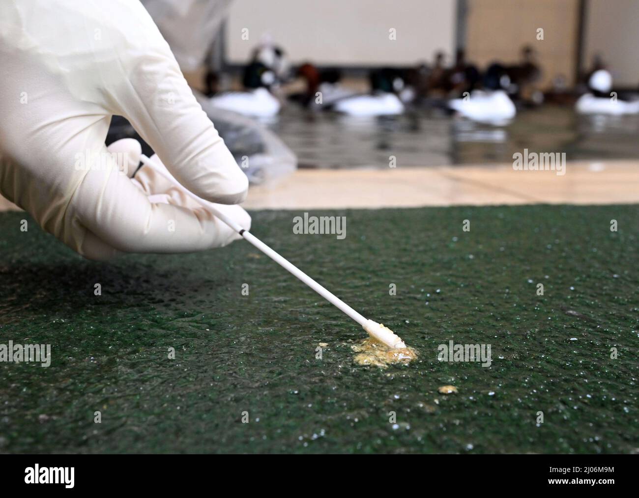 Karlsruhe, Allemagne. 14th mars 2022. Au zoo de Karlsruhe, des échantillons fécaux sont prélevés dans un groupe d'oiseaux de canard ornementaux qui n'est pas infecté par la grippe aviaire. La grippe aviaire, une forme très contagieuse de grippe aviaire, a été détectée au zoo de Karlsruhe au début du mois de février. (À dpa ''échelle sans précédent' - Comment un zoo gère la grippe aviaire') Credit: Uli Deck/dpa/Alay Live News Banque D'Images