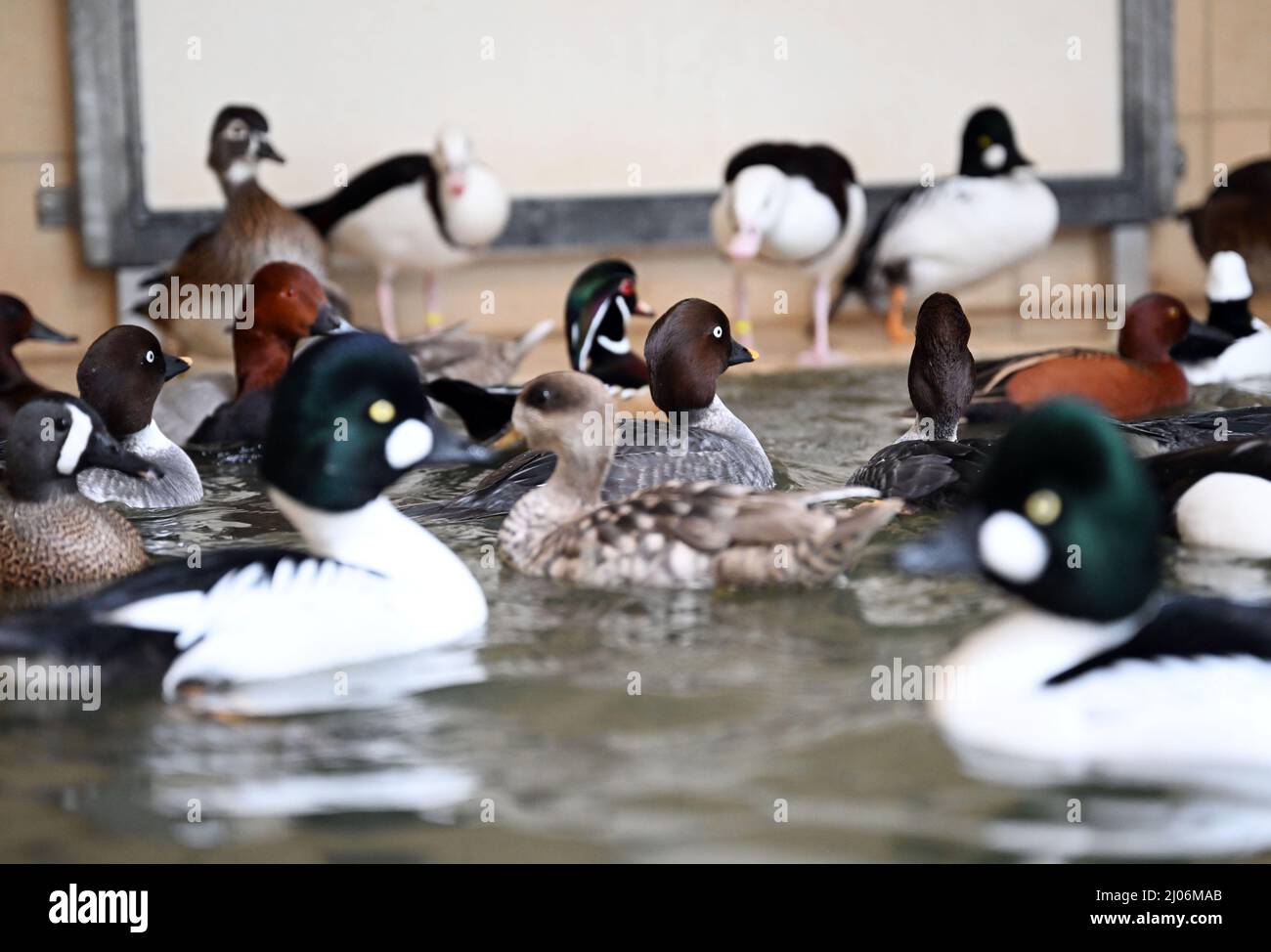 Karlsruhe, Allemagne. 14th mars 2022. Un groupe d'oiseaux de canard ornementaux, qui n'est pas infecté par l'influenza aviaire, est resté dans un réservoir d'eau au zoo de Karlsruhe. La grippe aviaire, une forme très contagieuse de grippe aviaire, a été détectée au zoo de Karlsruhe au début du mois de février. (À dpa ''échelle sans précédent' - Comment un zoo gère la grippe aviaire') Credit: Uli Deck/dpa/Alay Live News Banque D'Images