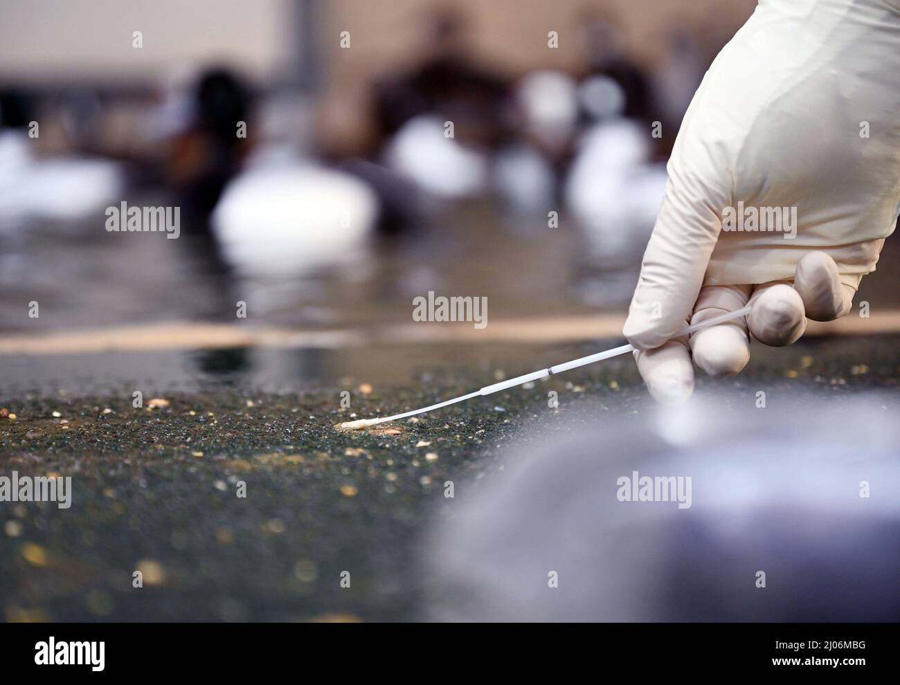 Karlsruhe, Allemagne. 14th mars 2022. Au zoo de Karlsruhe, des échantillons fécaux sont prélevés dans un groupe d'oiseaux de canard ornementaux qui n'est pas infecté par la grippe aviaire. La grippe aviaire, une forme très contagieuse de grippe aviaire, a été détectée au zoo de Karlsruhe au début du mois de février. (À dpa ''échelle sans précédent' - Comment un zoo gère la grippe aviaire') Credit: Uli Deck/dpa/Alay Live News Banque D'Images