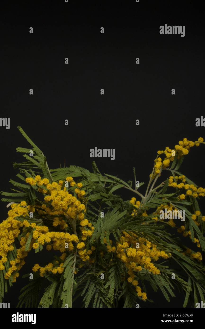 Bouquet de mimosa jaune. Sur fond noir. Gros plan. Banque D'Images
