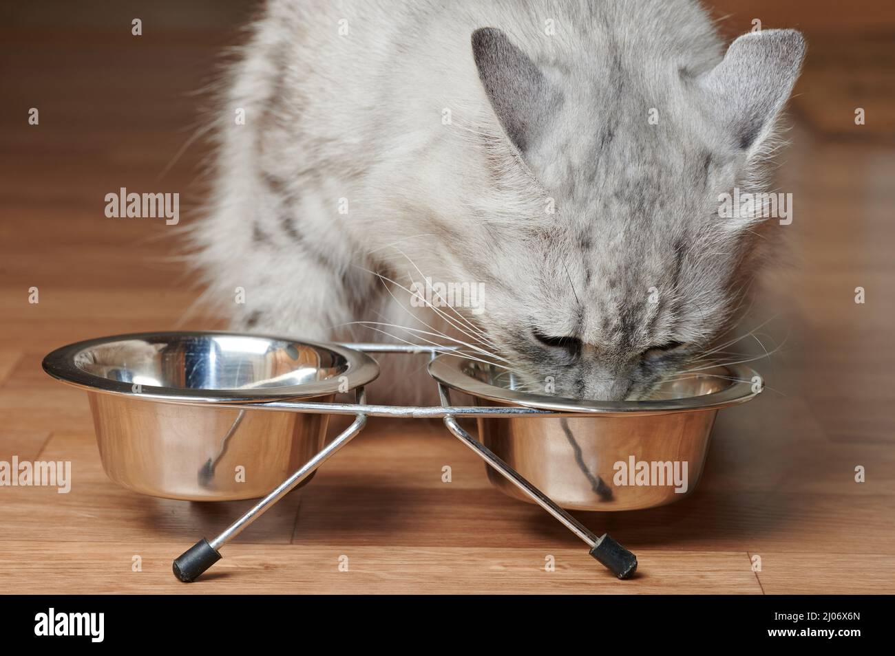 Chat à cheveux longs gris mangez de la nourriture dans un bol en métal sur un sol brun Banque D'Images