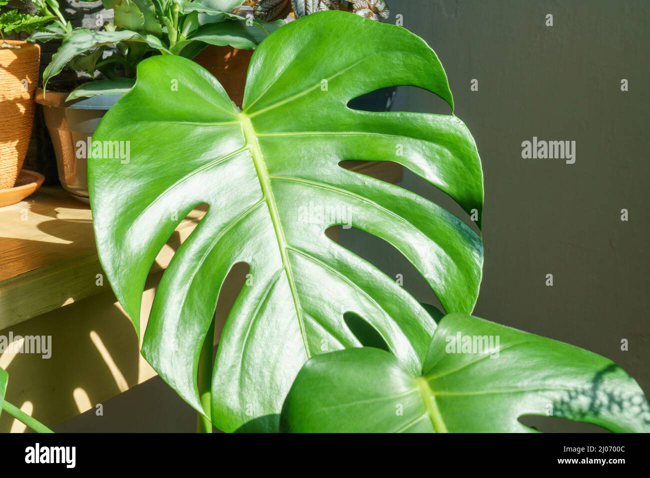 Beaucoup de plantes monstères variété delicas ou fromage suisse sur fond clair. Intérieur de la jungle domestique élégant et minimaliste. Maison jardin vert dans des pots au soleil Banque D'Images