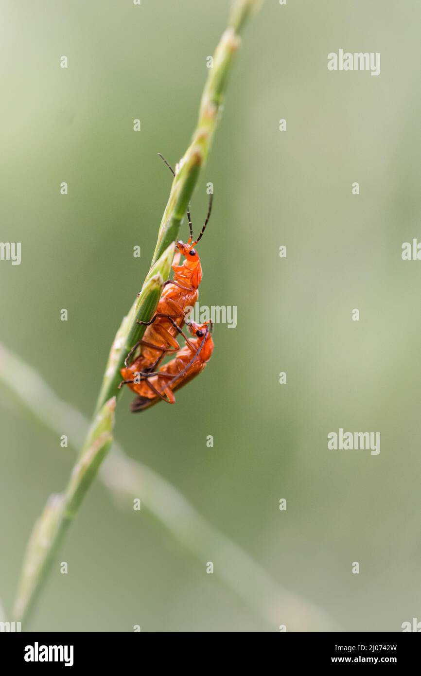 Une paire de coléoptères communs de soldat rouge (Rhagonycha fulva) qui s'accouple sur une tige d'herbe à Wincken fen dans Cambridgeshire Banque D'Images