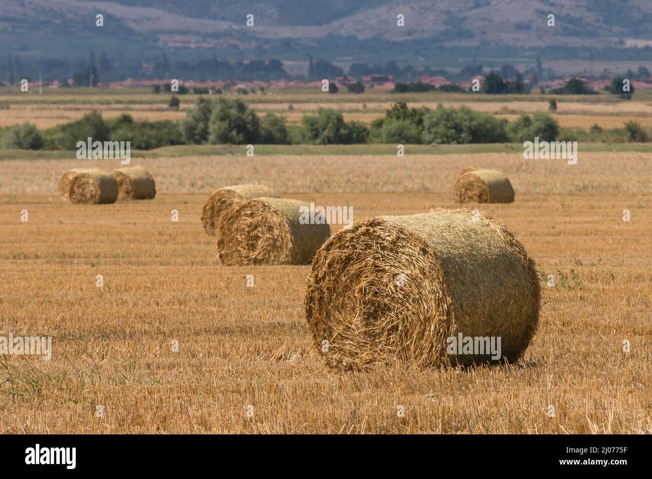 Grosses balles rondes de paille cylindrique ou de foin en campagne sur champ de blé jaune en été ou en automne après la récolte le jour ensoleillé.Paille utilisée comme biofilm Banque D'Images Grosses balles rondes de paille cylindrique ou de foin en campagne sur champ de blé jaune en été ou en automne après la récolte le jour ensoleillé.Paille utilisée comme biofilm Banque D'Images