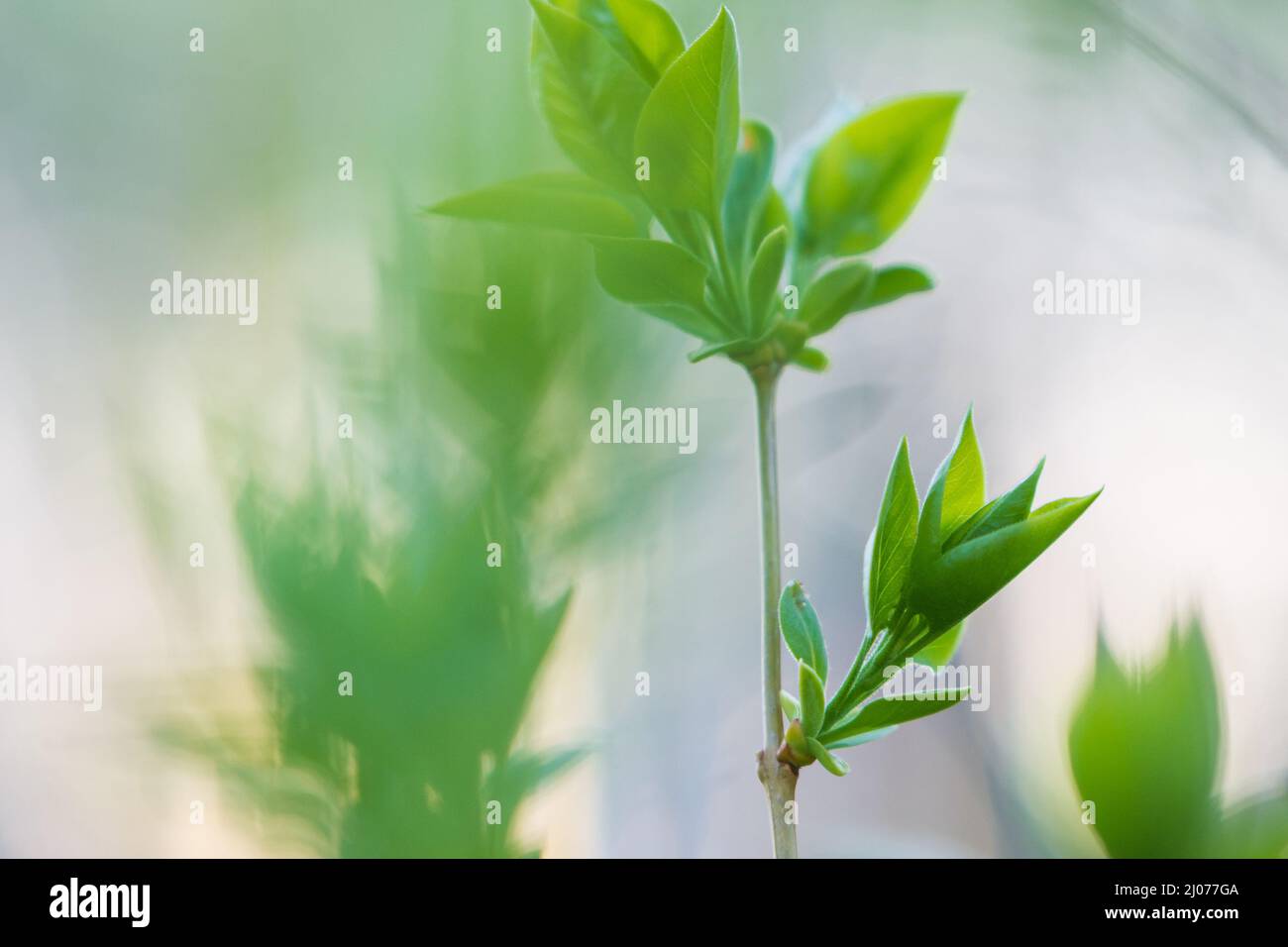 Branche de lilas (Syringa vulgaris), jeunes feuilles vertes en bourgeonnement au printemps. Banque D'Images