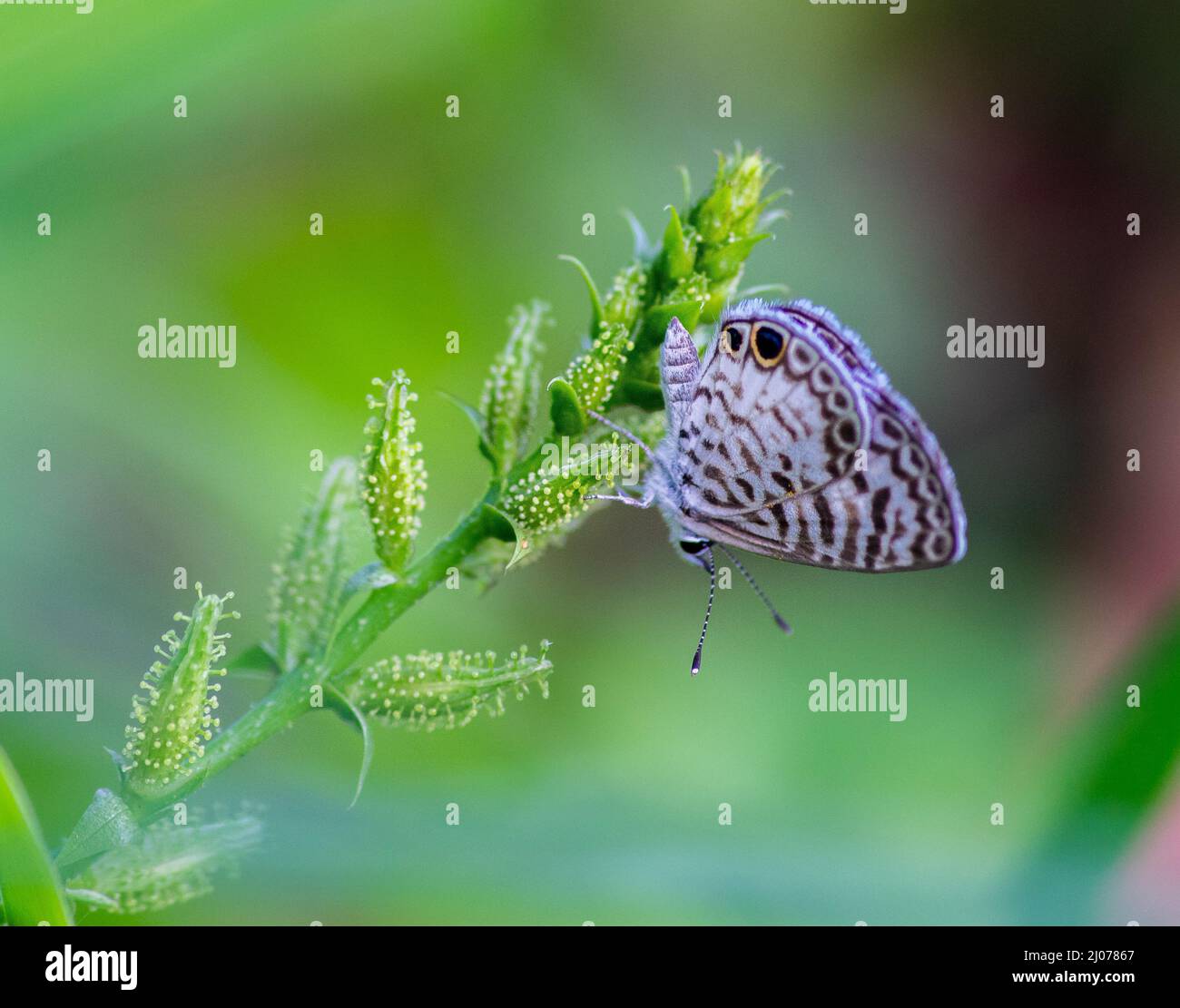 Gros plan d'un Leptotes pirithous sur une plante Banque D'Images