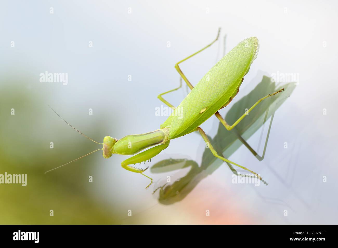 Gros plan de la belle femme verte Mantis européenne ou prier Mantis (Mantis Religiosa), assis sur une vitre avec une réflexion. Banque D'Images