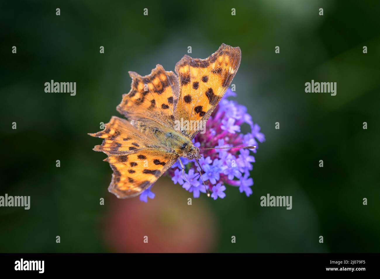 Comma papillon - Polygonia c-album - suce nectar avec son tronc de la fleur de la plante de la plante vervain - Verbena bonariensis Banque D'Images