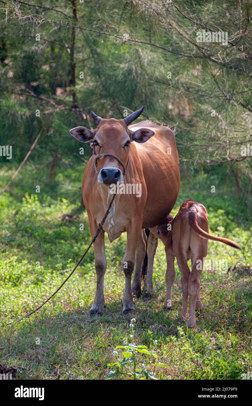 Vache asiatique et veau Banque D'Images