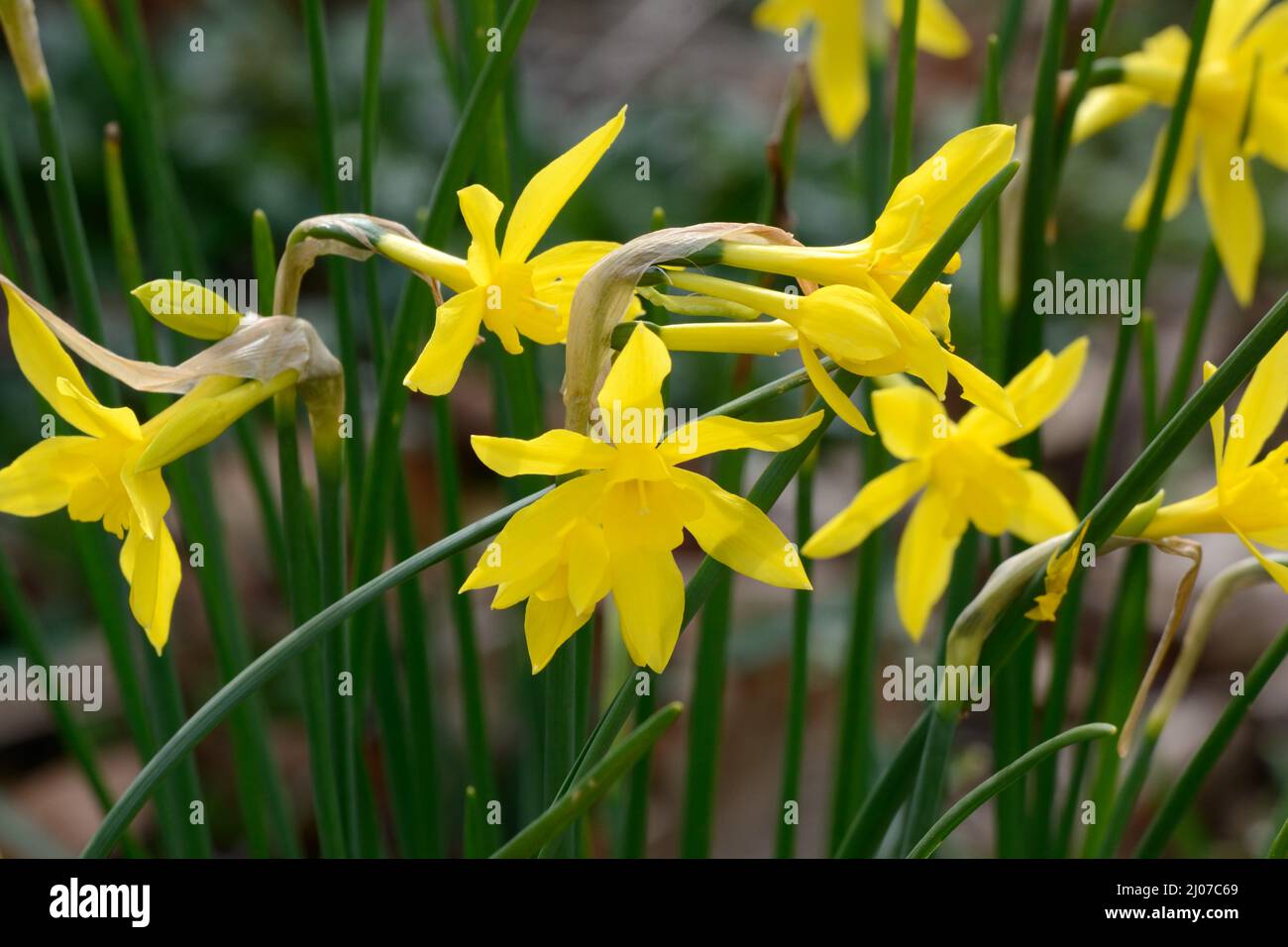 Narcissus x odorus Campernelle jonquile jonodile fleurs de la jonquille faible poison caractéristiques Banque D'Images