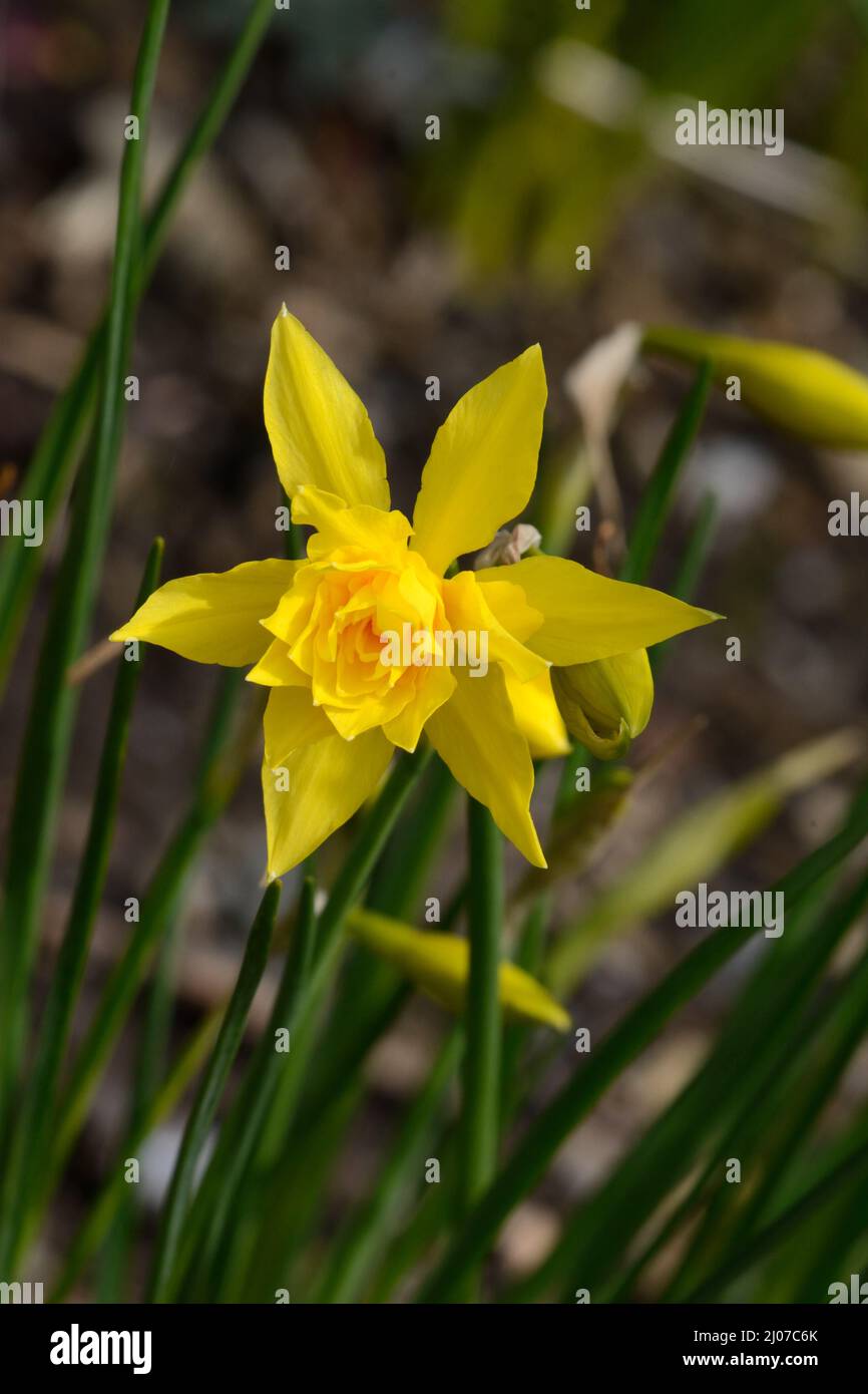 Narcisse Double Campernelle riche fleur de jonquille jaune parfumée Banque D'Images