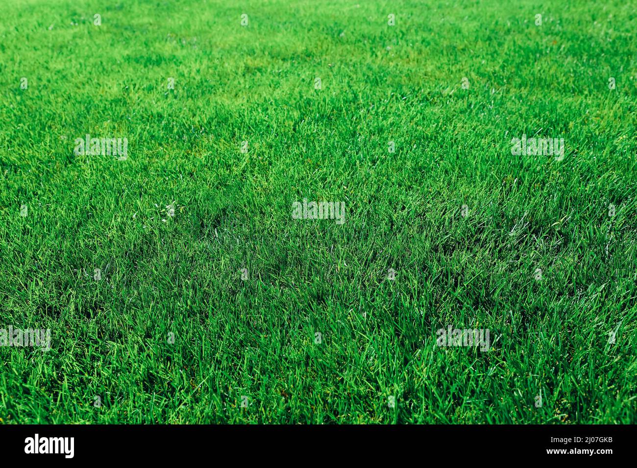 Texture de l'herbe verte comme arrière-plan. Gros plan Banque D'Images