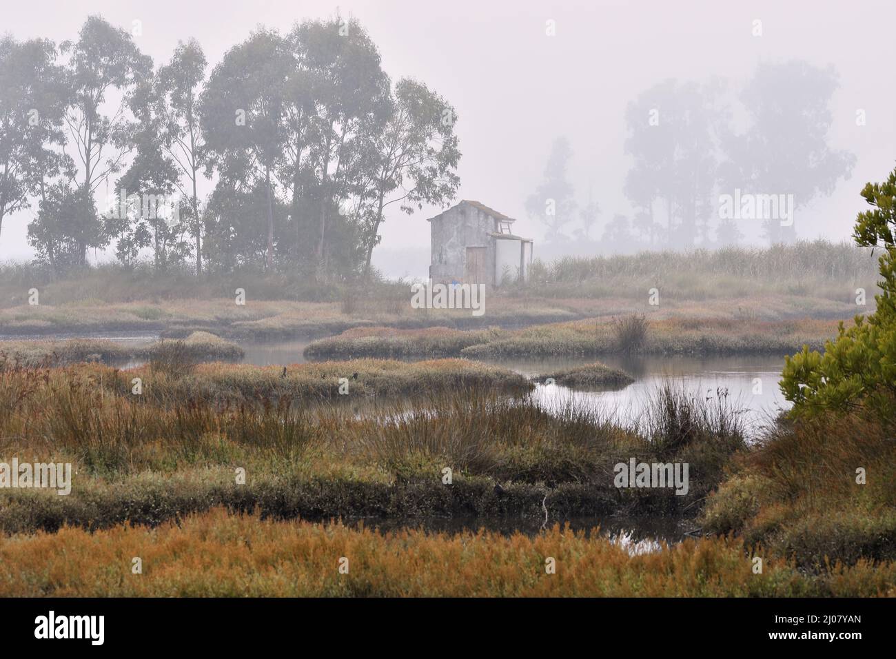 Zone humide herbeuse avec plantes de fond de mer (Halimione portulaoides), temps brumeux à Aveiro Portugal. Banque D'Images