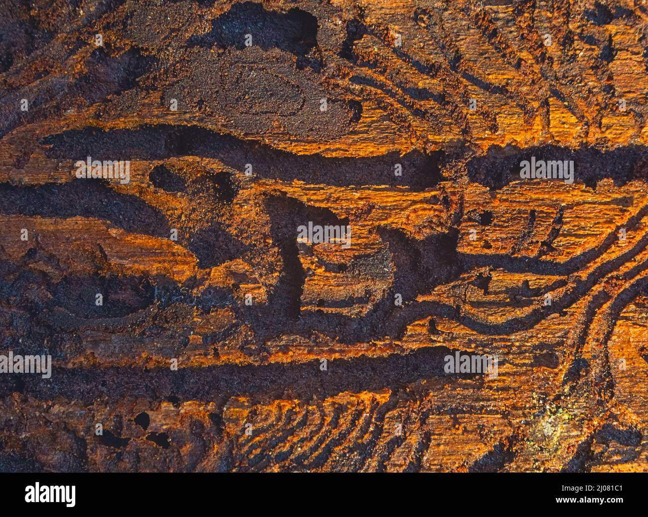 Traces de coléoptère européen de l'écorce d'un arbre Banque D'Images