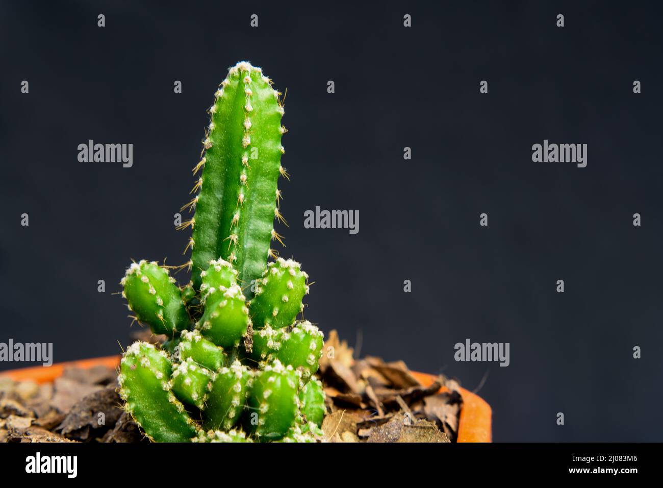 Echinopsis peruviana , le cactus péruvien de torche, est un cactus columnaire à croissance rapide. Banque D'Images