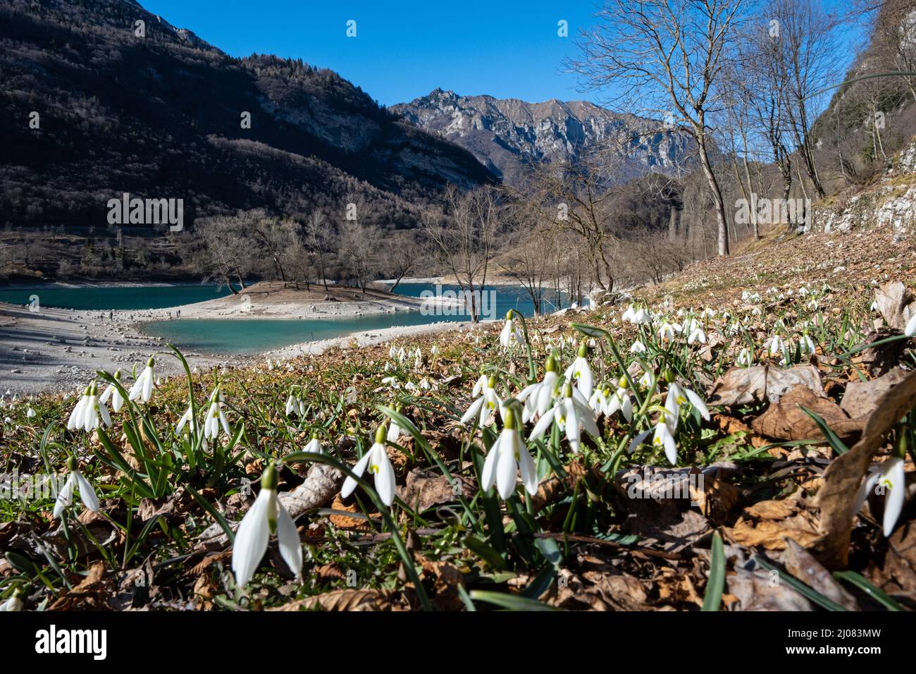 Chutes de neige en fleurs au lac Tenno, Tennese, Alto Garda Trentino, Italie, Europe Banque D'Images