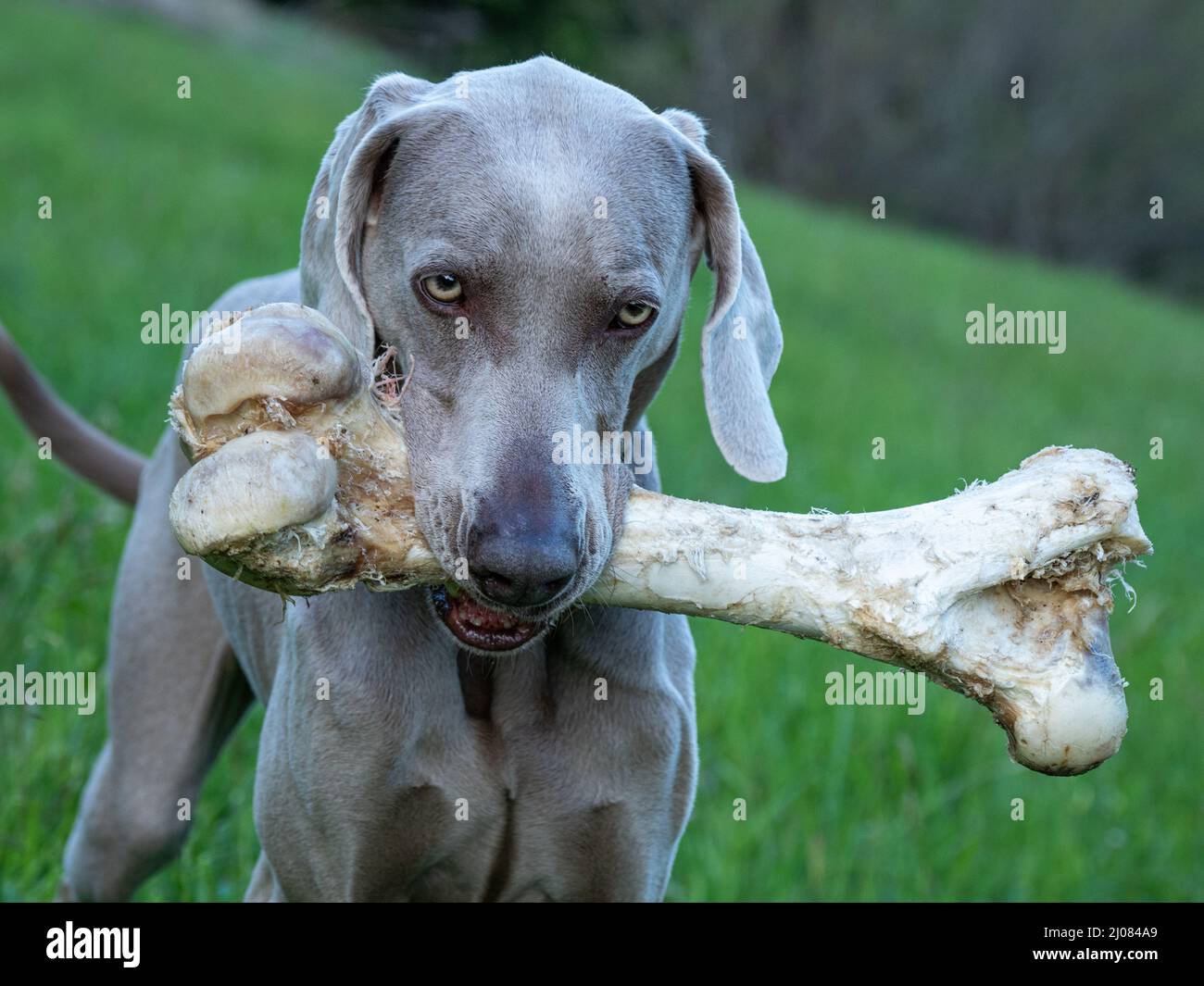 Chien de compagnie Weimaraner avec os dans la bouche, Italie, Europe Banque D'Images