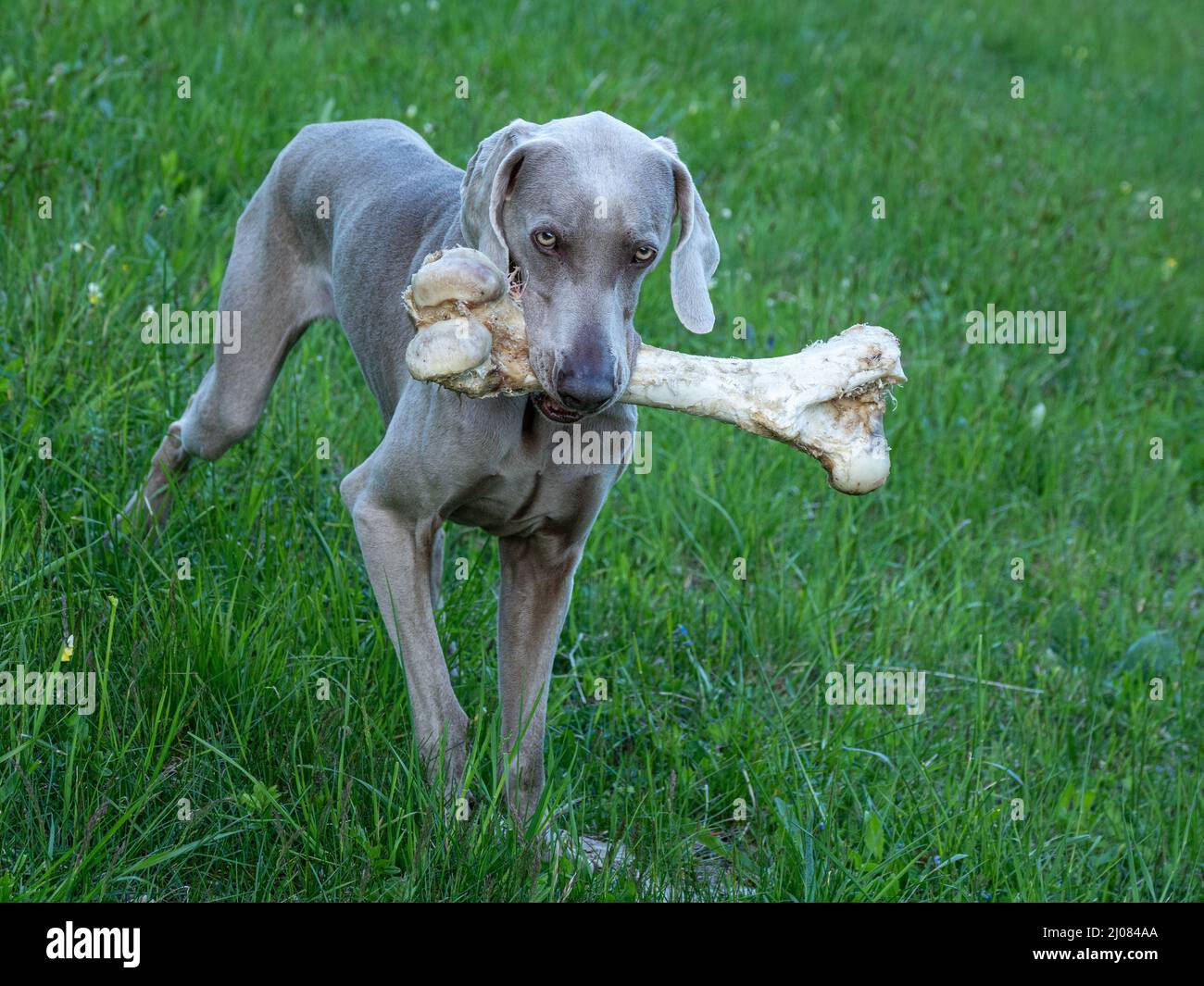 Chien de compagnie Weimaraner avec os dans la bouche, Italie, Europe Banque D'Images