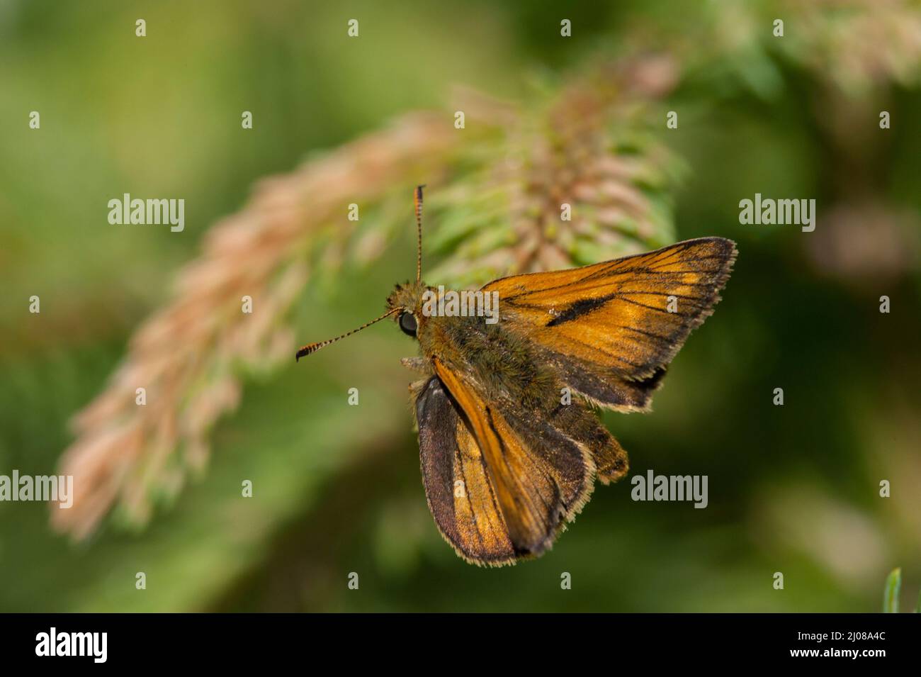 Grand papillon de l'hespérie (Ochlodes sylvanus) Banque D'Images