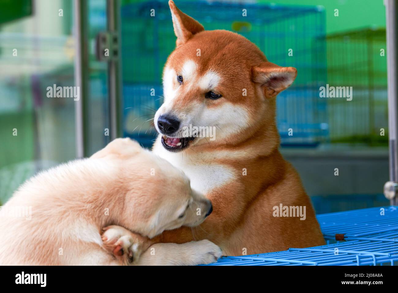 Chien Shiba Inu De Race Nationale Japonaise Rouge Hurle A La Tortoiseshell Maine Coon Chat Pres De La Capitale Pilaster Sur Fond Bleu En Studio A L Interieur Horisonta Photo Stock Alamy