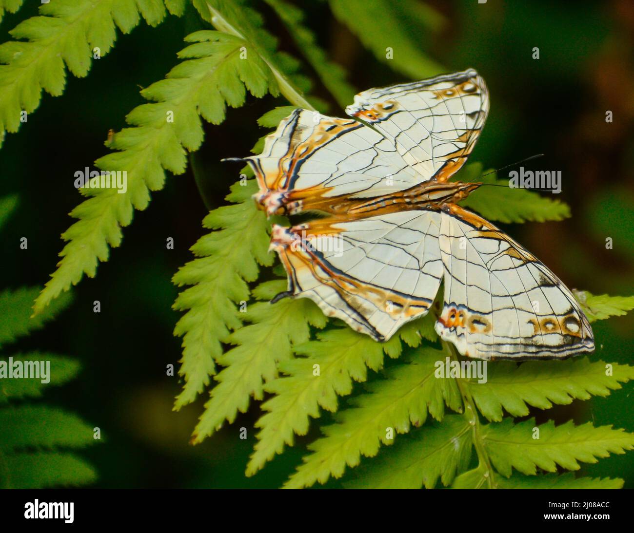 Le papillon le plus magnifique sur la feuille . carte commune papillon ( cyrestis thyodamas ). Banque D'Images