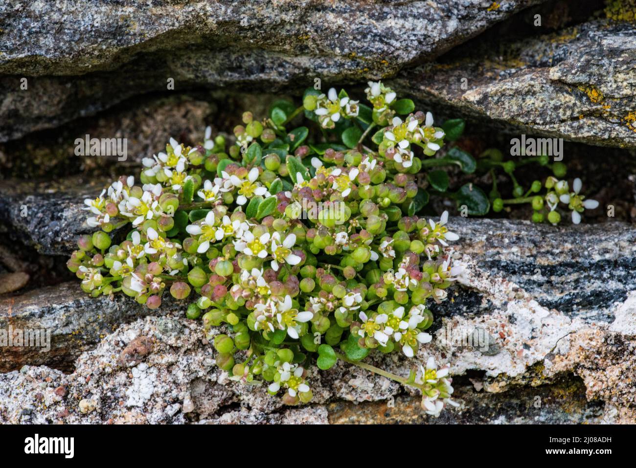Scurvygrass (Cochlearia pyrenaica) Banque D'Images