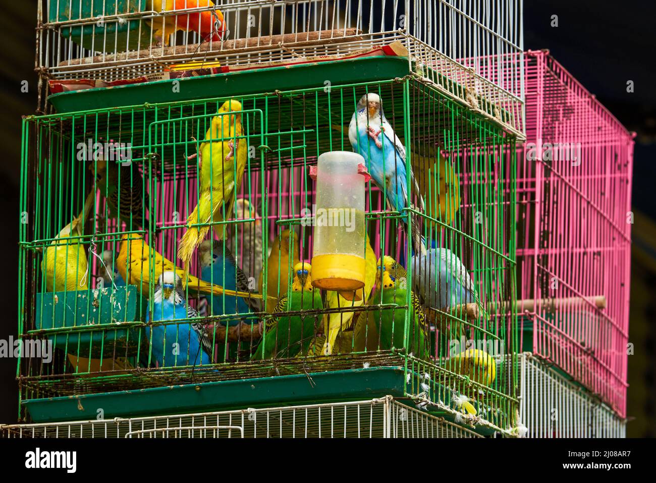 Une cage de perroquets à vendre sur le marché aux fleurs et aux oiseaux Banque D'Images