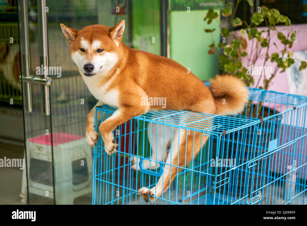 Shiba inu chiot courant heureux sur fond blanc Photo Stock - Alamy