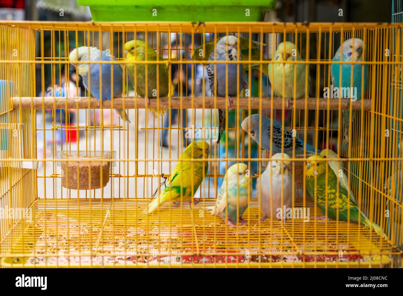 Une cage de perroquets mignons à vendre sur le marché aux fleurs et aux oiseaux Banque D'Images